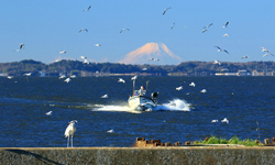 霞ヶ浦サイクリングロード